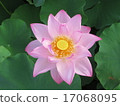 Lotus flower  17068095