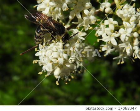 In addition to larvae of butterflies and moths, sap of trees and honey of flowers are also important prey for adults of Ashinagayashi. In addition to larvae of butterflies and moths, sap of trees and honey of flowers are also important prey for adults of Ashinagayashi. 17068347