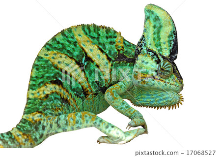 chameleon or calyptratus  isolated on white 17068527