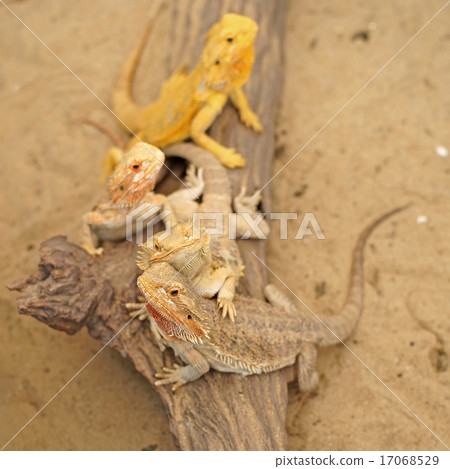 bearded dragon or pogona vitticeps 17068529