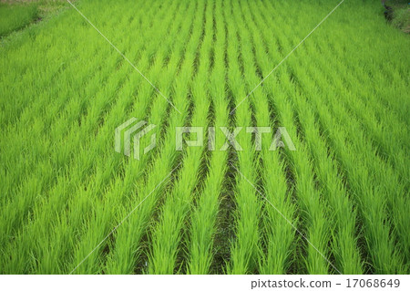 六月的稻田 六月的稻田 17068649