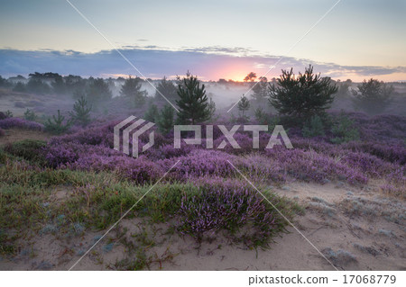 misty sunrise on sand dunes with heather flowers misty sunrise on sand dunes with heather flowers 17068779