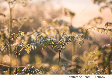 growing fern in sunrise sunlight 17068792