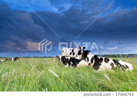 cows relaxed on pasture 17068793
