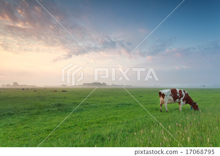 cow grazing on pasture in morning 17068795