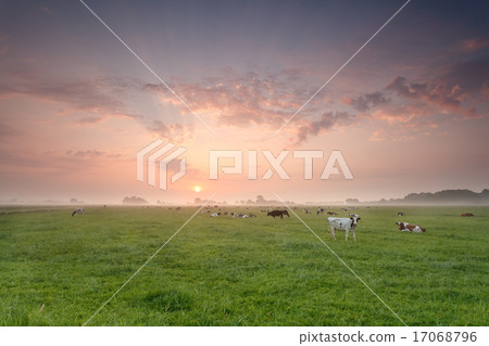 cattle herd on pasture at sunrise 17068796