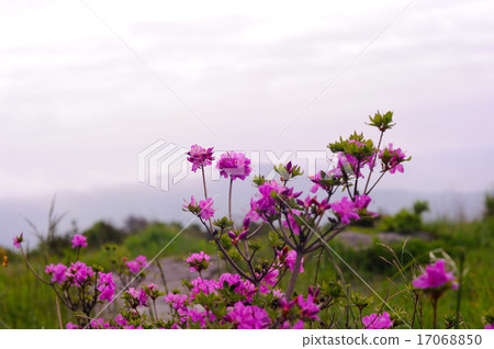Aso Kitakuyama的晨霧 17068850