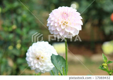 金代植物園的達利亞童話 金代植物園的達利亞童話 17069432