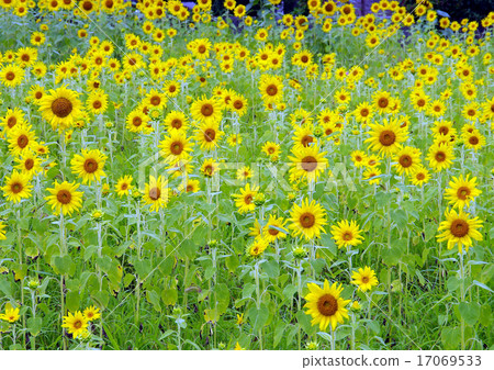 Sunflower field Sunflower field 17069533