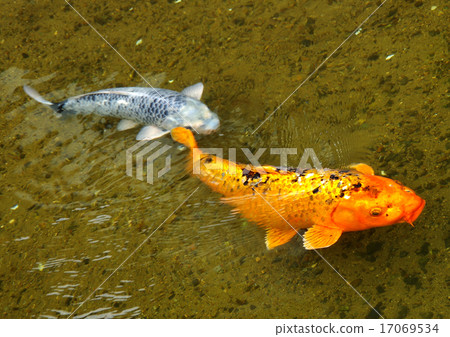 Koi running up Koi running up 17069534