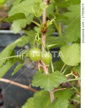 Gooseberry young fruit Gooseberry young fruit 17069673