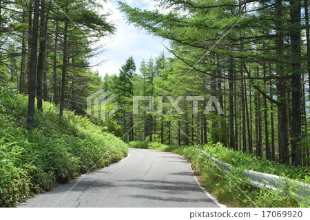 落葉松林落葉松 落葉松林落葉松 17069920