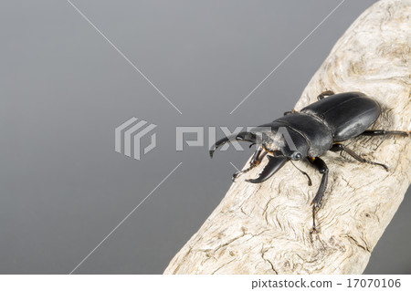 Hiratakuwagata 17070106