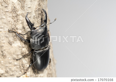 Hiratakuwagata Hiratakuwagata 17070108