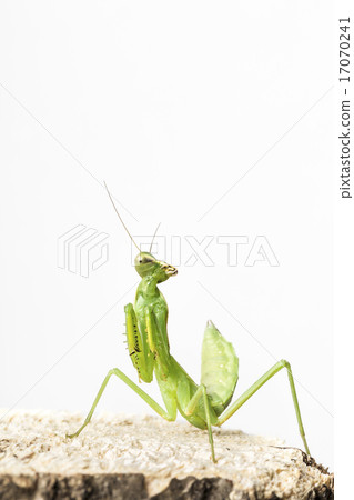 Mantis Mantis 17070241