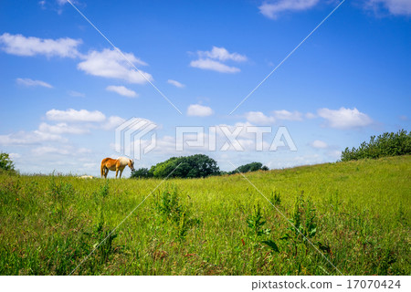 Horse standing on a green field 17070424