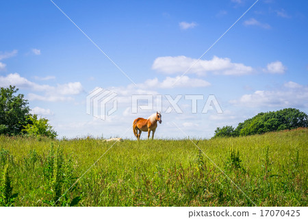 Horse standing on an idyllic meadow 17070425