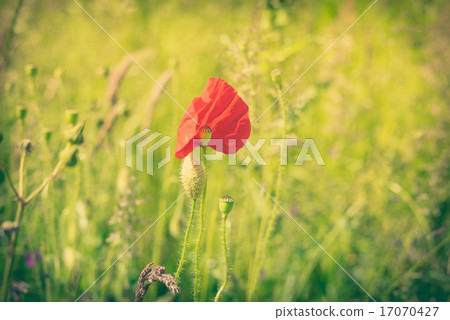 Poppy flower on a field Poppy flower on a field 17070427