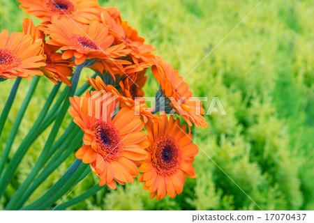 Gerbera flowers on green background 17070437