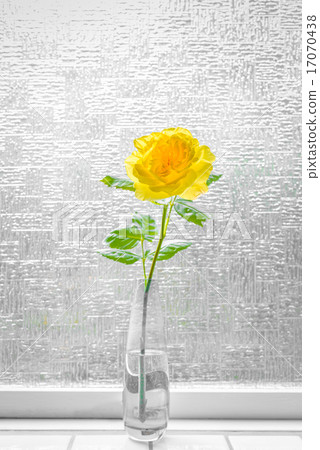Yellow rose in a window Yellow rose in a window 17070438