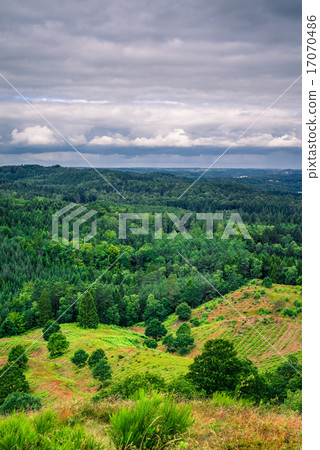 Landscape with pine trees in cloudy weather Landscape with pine trees in cloudy weather 17070486