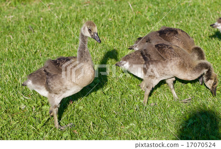 The family of the young Canada geese 17070524
