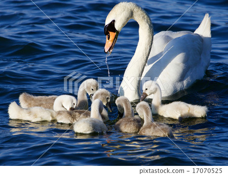 The mother-swan helps her chicks The mother-swan helps her chicks 17070525