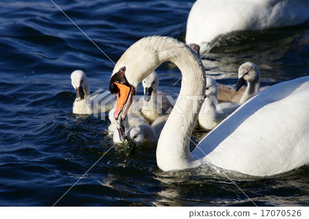 The mute swan is getting the food for his children 17070526