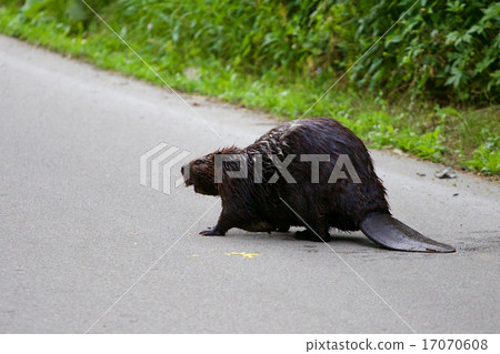 The close-up of the Canadian beaver 17070608