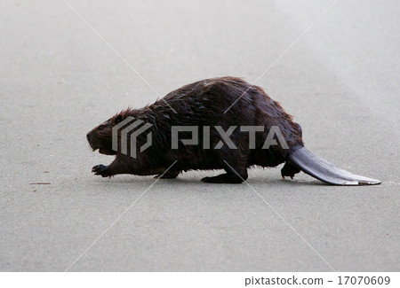 The North American beaver is going across the road 17070609