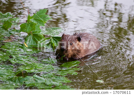 The funny beaver in the lake 17070611