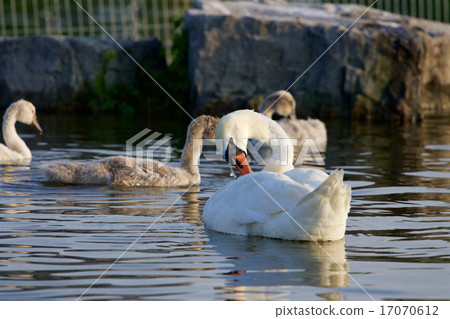 The young family of the swans 17070612