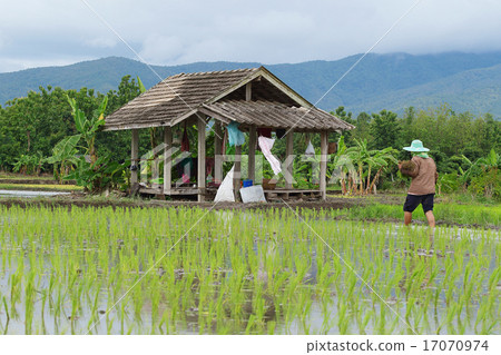 The farmer's hut The farmer's hut 17070974