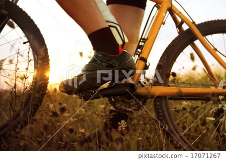 foot of traveler 17071267