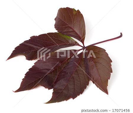 Autumn virginia creeper leaf 17071456