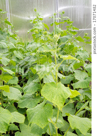 cucumber growing in the garden cucumber growing in the garden 17071482