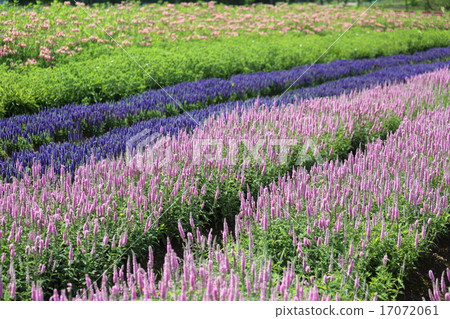 Veronica's flower garden Veronica's flower garden 17072061