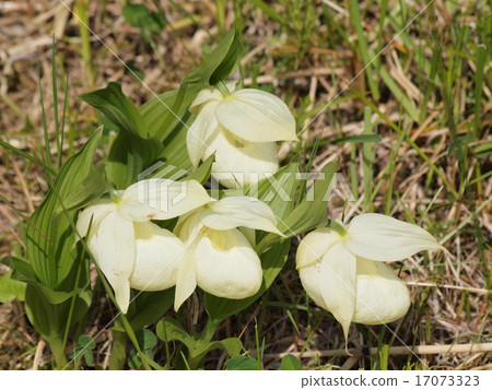 雷文桃 雷文桃 17073323