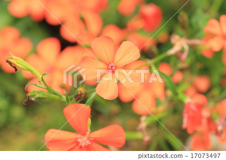 Fusidium人參花 Fusidium人參花 17073497