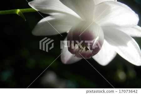 Renge goshoma 17073642