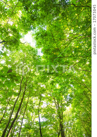 Fresh green trees 17073845