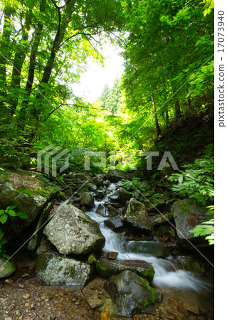 Mountain stream and fresh green (Tokyo Hinohara village Mitsukata Otaki) 17073940