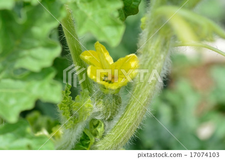 Kodama西瓜的家庭花園 Kodama西瓜的家庭花園 17074103