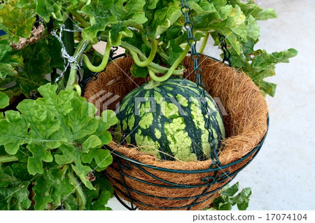 Kodama watermelon's family garden Kodama watermelon's family garden 17074104