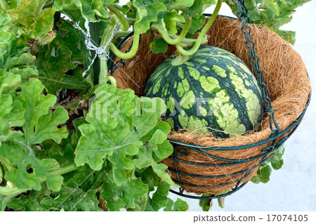 Kodama watermelon's family garden Kodama watermelon's family garden 17074105