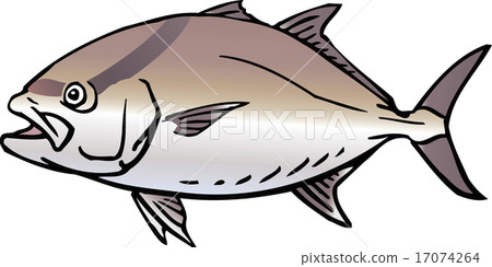 greater amberjack 17074264