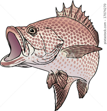 大猴子石斑魚 大猴子石斑魚 17074270