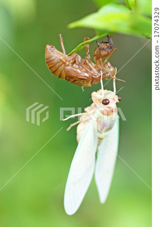 The emergence of the moth (semi) 17074329