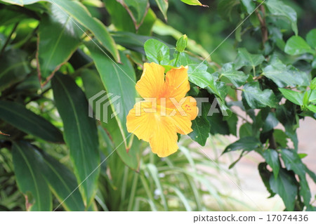 芙蓉金星花 芙蓉金星花 17074436