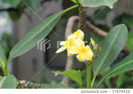 雞蛋花Rubra花 17074438